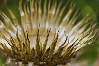 Close-up of flowering plant on field