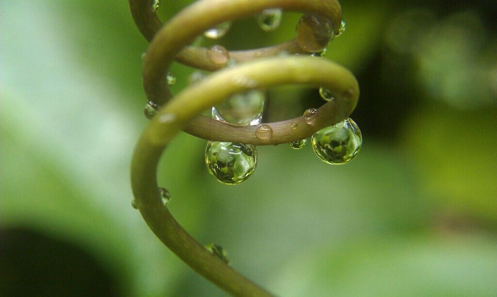 drop, water, close-up, focus on foreground, wet, growth, dew, fragility, freshness, nature, plant, beauty in nature, selective focus, purity, raindrop, droplet, green color, day, outdoors, no people