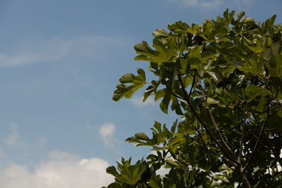 Low angle view of tree against sky