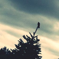 Low angle view of trees against cloudy sky