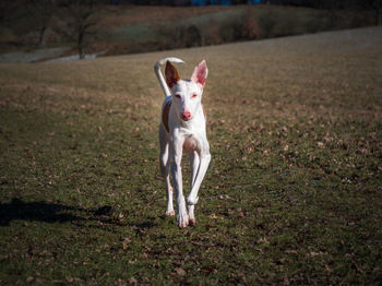 Dog running on field