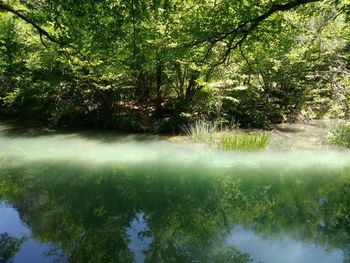 Trees by lake in forest