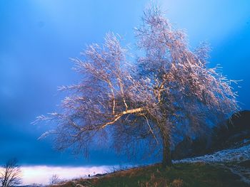 Low angle view of trees against sky