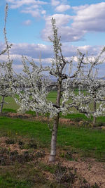 Trees on field against sky