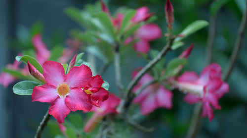 Close-up of pink flowering plant