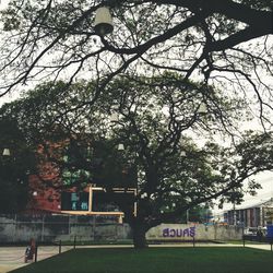 Trees in park