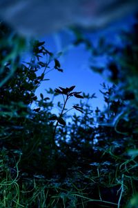 Close-up of flowering plants on land against sky