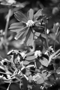 Close-up of flower