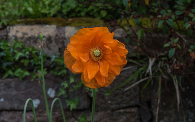 Close-up of orange marigold flower