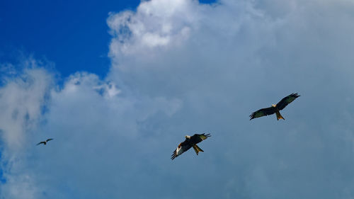 Low angle view of birds flying in sky