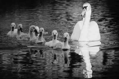 Swans swimming in lake