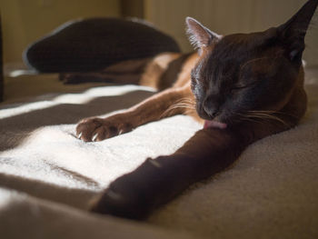 Close-up of cat relaxing at home