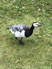 High angle view of duck on field