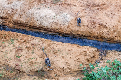 High angle view of man climbing on rock