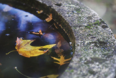 Close-up of turtle in water