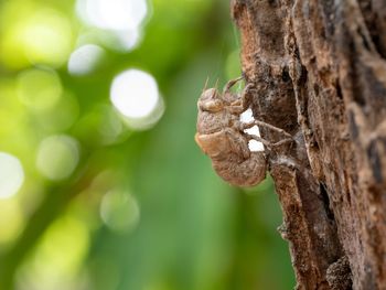 Close-up of insect on tree trunk