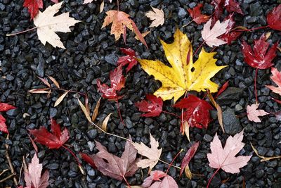 High angle view of autumn leaves on field