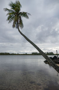 Palm tree by sea against sky