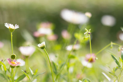 Close-up of flowering plant on field