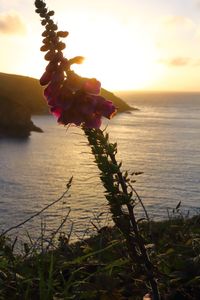 Close-up of plants growing by sea against sky during sunset