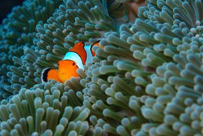 Close-up of clown fish swimming on coral in sea