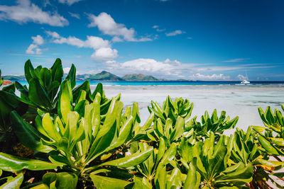 Plants growing on beach against sky