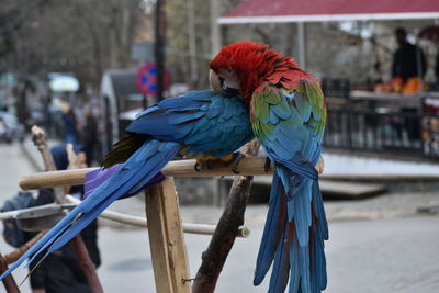 Close-up of parrot perching on wood