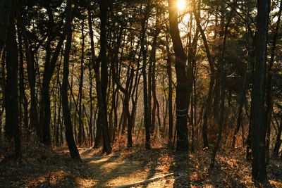 Sunlight streaming through trees in forest