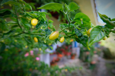 Close-up of fruits growing on plant