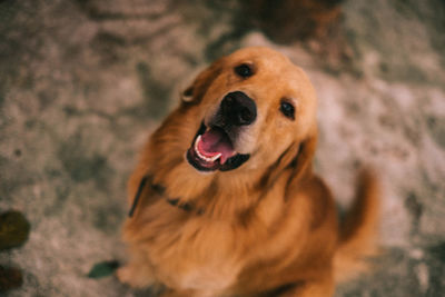Portrait of dog sticking out tongue on land