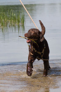 Dog on beach