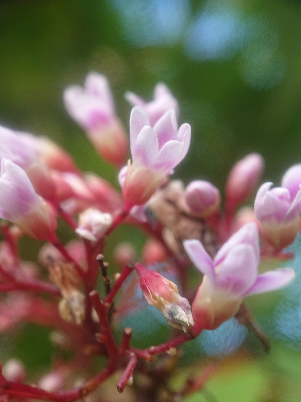 plant, flower, flowering plant, beauty in nature, freshness, blossom, close-up, growth, fragility, pink, nature, macro photography, petal, no people, tree, springtime, selective focus, flower head, inflorescence, leaf, branch, outdoors, shrub, day, focus on foreground, bud, plant part, lilac, wildflower, botany