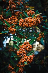 Close-up of berries on tree