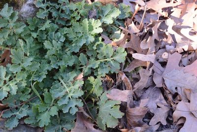 Full frame shot of plants