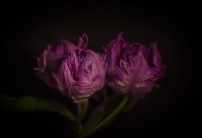 Close-up of pink flower over black background