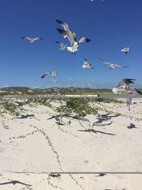 Seagulls flying over beach against sky