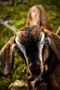 Close-up portrait of a horse