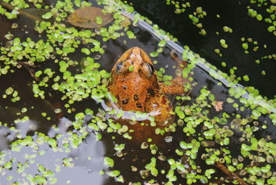 Close-up of a turtle in the lake