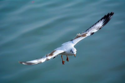 Seagull flying over sea