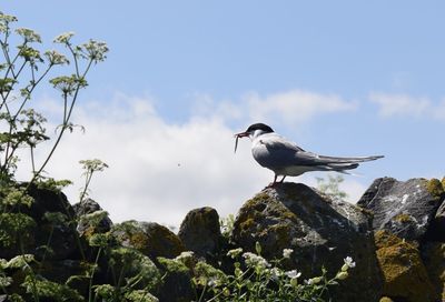 Low angle view of seagulls perching on rock