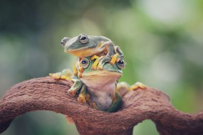 Close-up of frog on tree