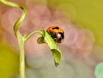 Close-up of ladybug on leaf