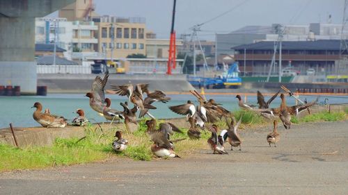 Flock of birds in a city