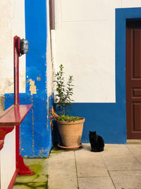 Potted plants outside building