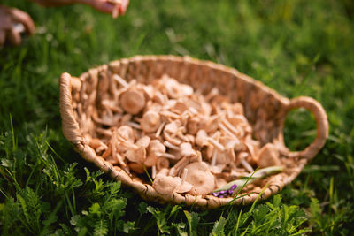 Close-up of mushrooms in basket