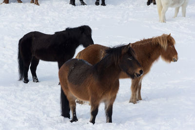 Horses on snow covered field