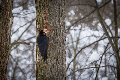 Bird perching on bare tree