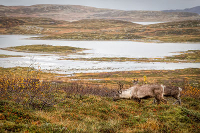 Reindeers on grassy field near lake