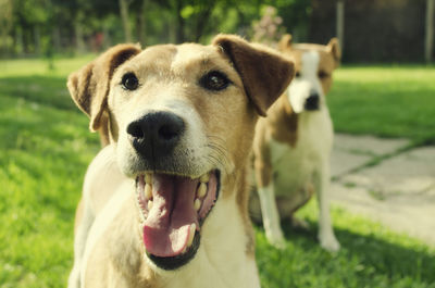 Close-up portrait of dog