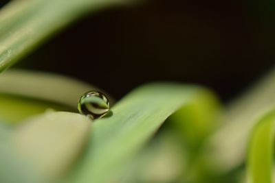 Close-up of plant